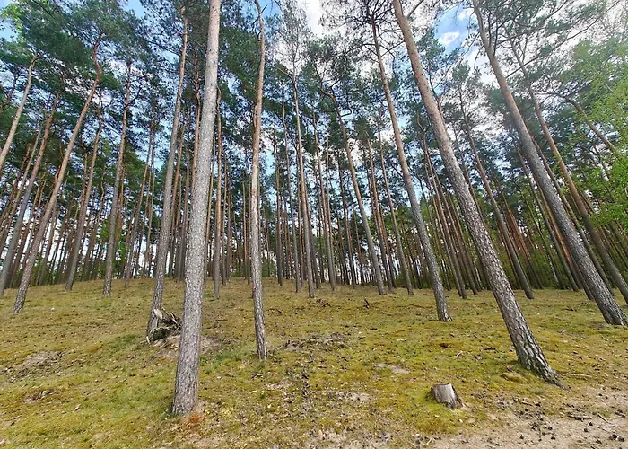 Lesna Ostoja W Centrum Puszczy Nadnoteckiej Otoczona 3 Jeziorami