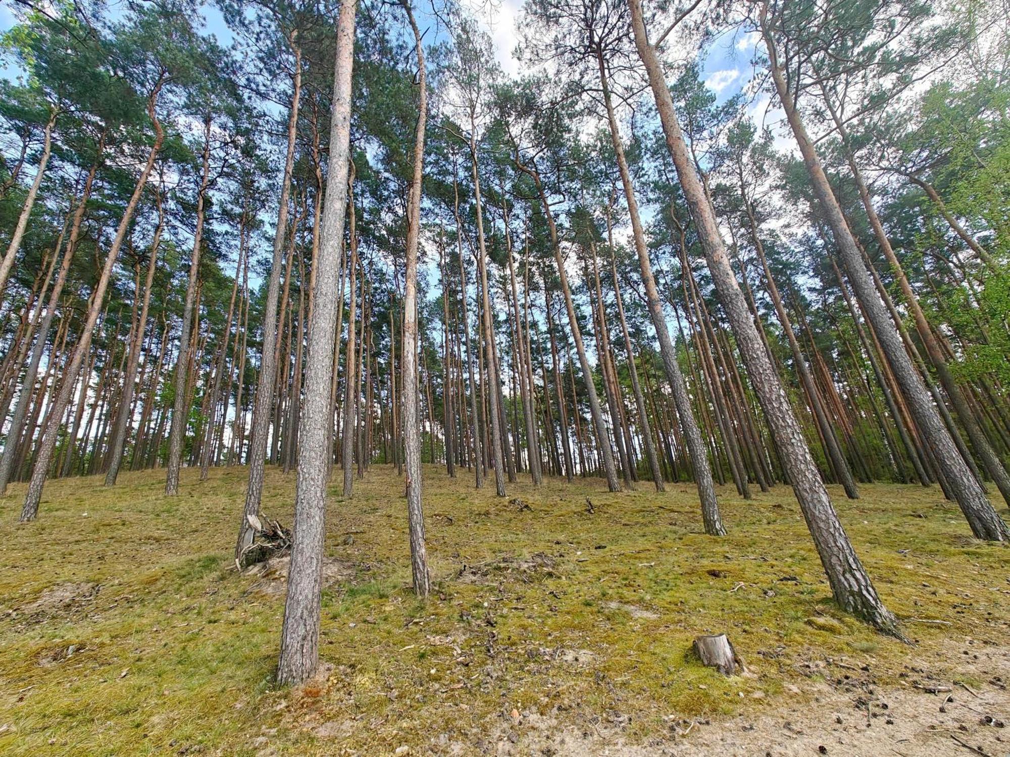 Lesna Ostoja W Centrum Puszczy Nadnoteckiej Otoczona 3 Jeziorami Holiday home Miedzychod